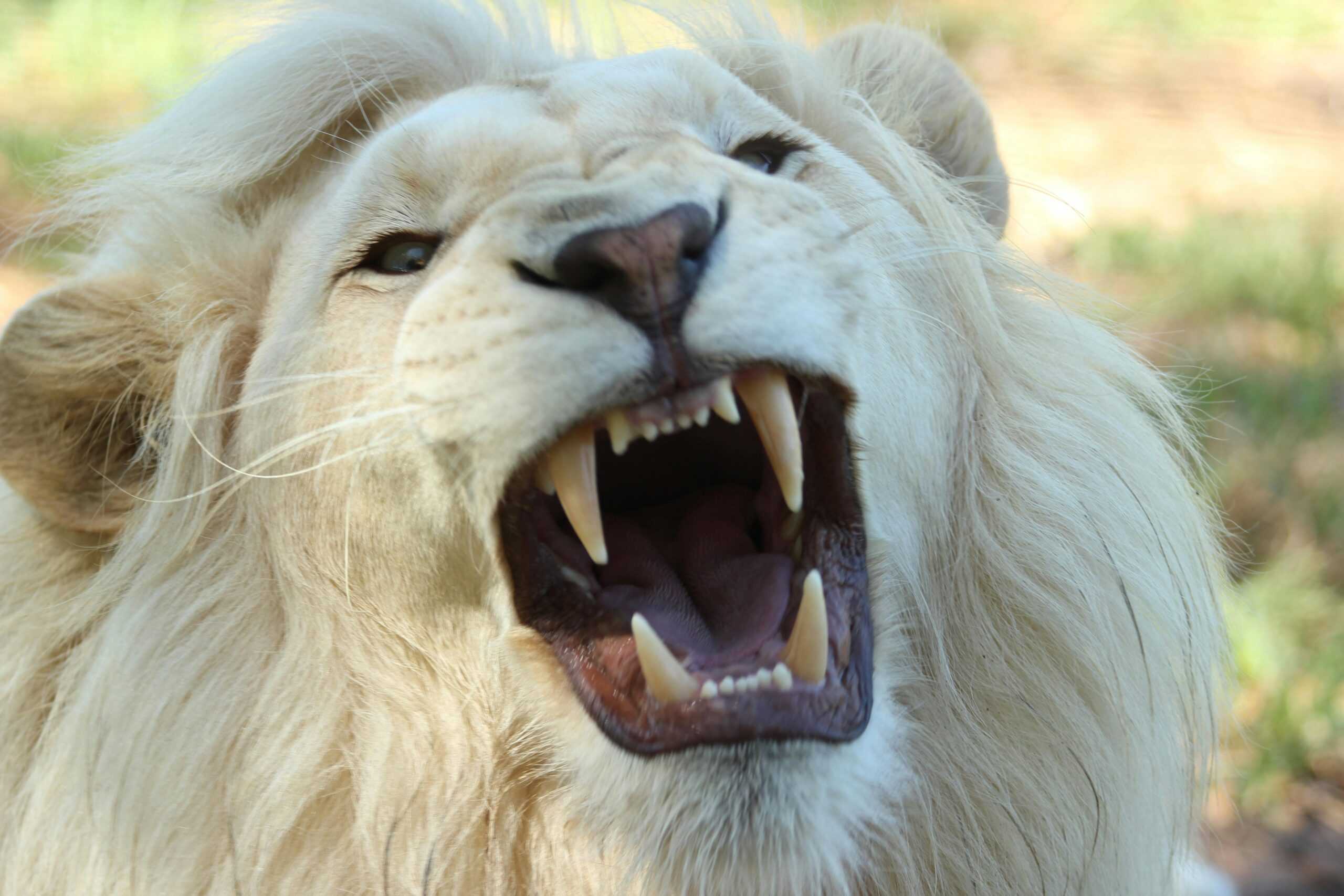 A close-up of a white lion roaring, its sharp teeth displayed in a wide open mouth. The lion's full, light-colored mane signifies the strength and presence of real leaders among alpha males. The blurred background hints at a natural outdoor setting.